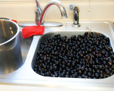 Noble Muscadines in the sink.